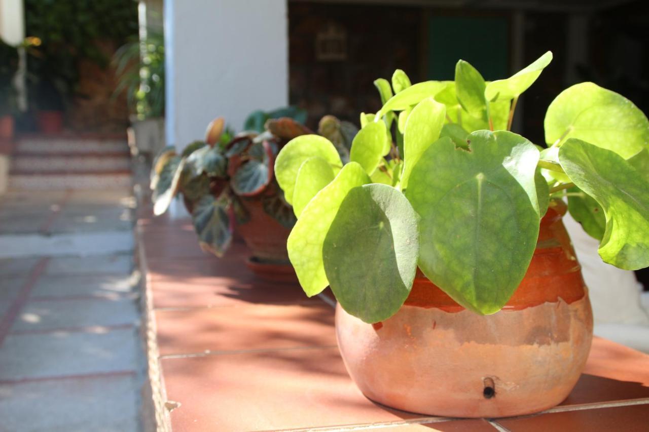 הוילה גרנדה El Jardin De La Abuela מראה חיצוני תמונה